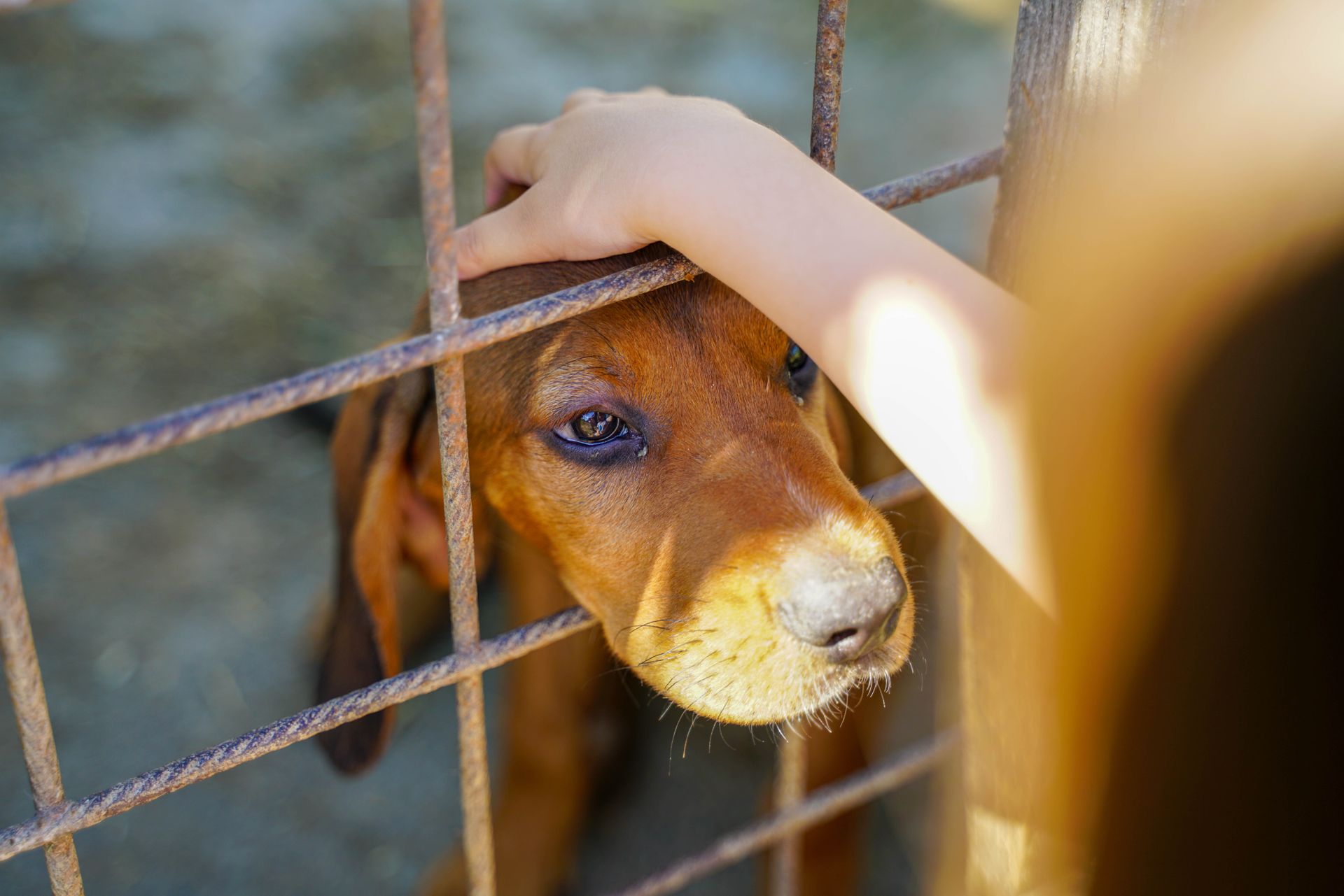 Animal Rescue